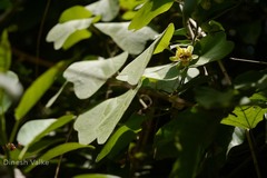 Passiflora holosericea